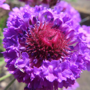 シュッコンバーベナの花を撮影した無料写真素材