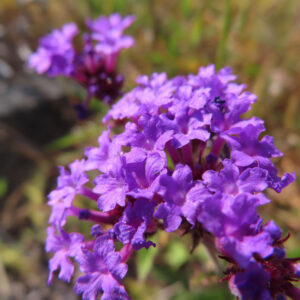 シュッコンバーベナの花を撮影した無料写真素材