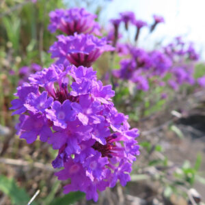 シュッコンバーベナの花を撮影した無料写真素材