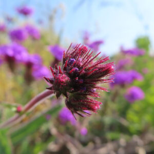 シュッコンバーベナの花を撮影した無料写真素材
