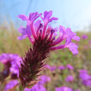 シュッコンバーベナの花を撮影した無料写真素材