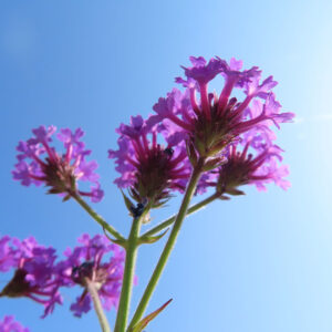 シュッコンバーベナの花を撮影した無料写真素材