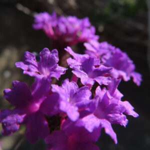 シュッコンバーベナの花を撮影した無料写真素材