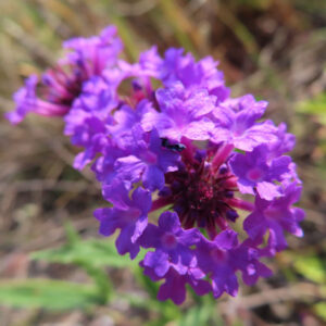シュッコンバーベナの花を撮影した無料写真素材