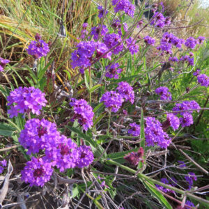シュッコンバーベナの花を撮影した無料写真素材