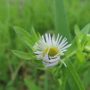 ヒメジョオンの花を撮影した無料写真素材