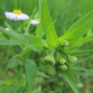 ヒメジョオンの花を撮影した無料写真素材