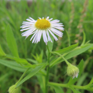 ヒメジョオンの花を撮影した無料写真素材