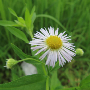 ヒメジョオンの花を撮影した無料写真素材