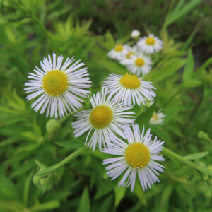 ヒメジョオンの花を撮影した無料写真素材
