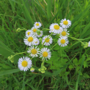 ヒメジョオンの花を撮影した無料写真素材