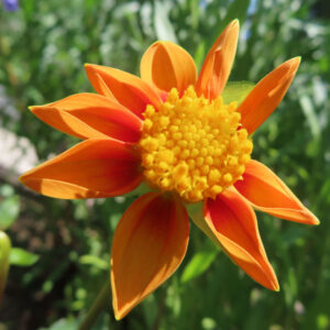 ダリアの花を撮影した無料写真素材