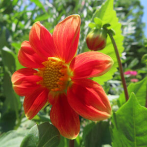 ダリアの花を撮影した無料写真素材