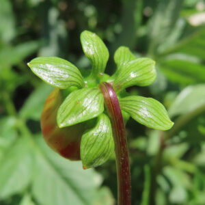 ダリアの花を撮影した無料写真素材