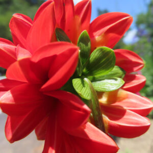 ダリアの花を撮影した無料写真素材