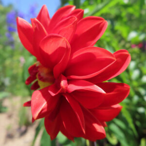 ダリアの花を撮影した無料写真素材