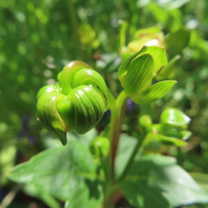 ダリアの花を撮影した無料写真素材