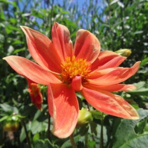ダリアの花を撮影した無料写真素材