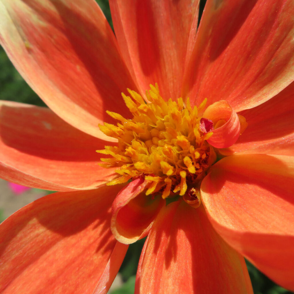 ダリアの花を撮影した無料写真素材