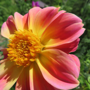 ダリアの花を撮影した無料写真素材
