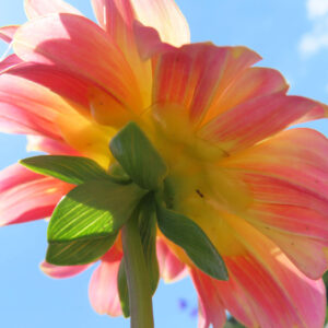 ダリアの花を撮影した無料写真素材