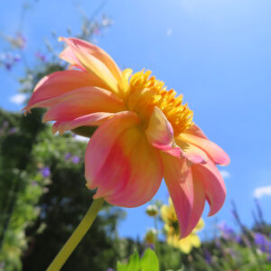 ダリアの花を撮影した無料写真素材