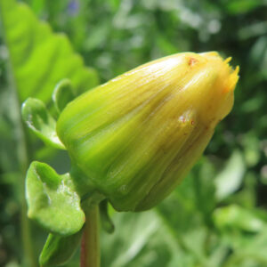 ダリアの花を撮影した無料写真素材