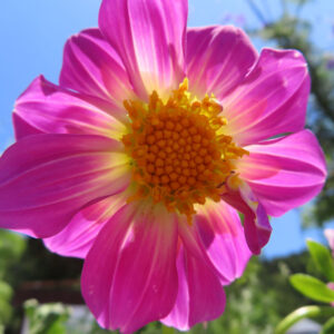 ダリアの花を撮影した無料写真素材