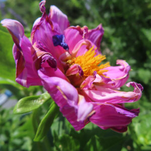 ダリアの花を撮影した無料写真素材