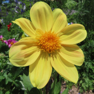 ダリアの花を撮影した無料写真素材