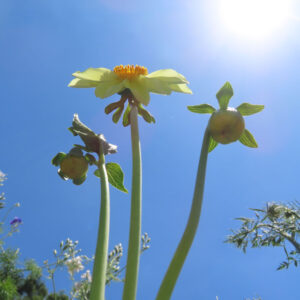 ダリアの花を撮影した無料写真素材