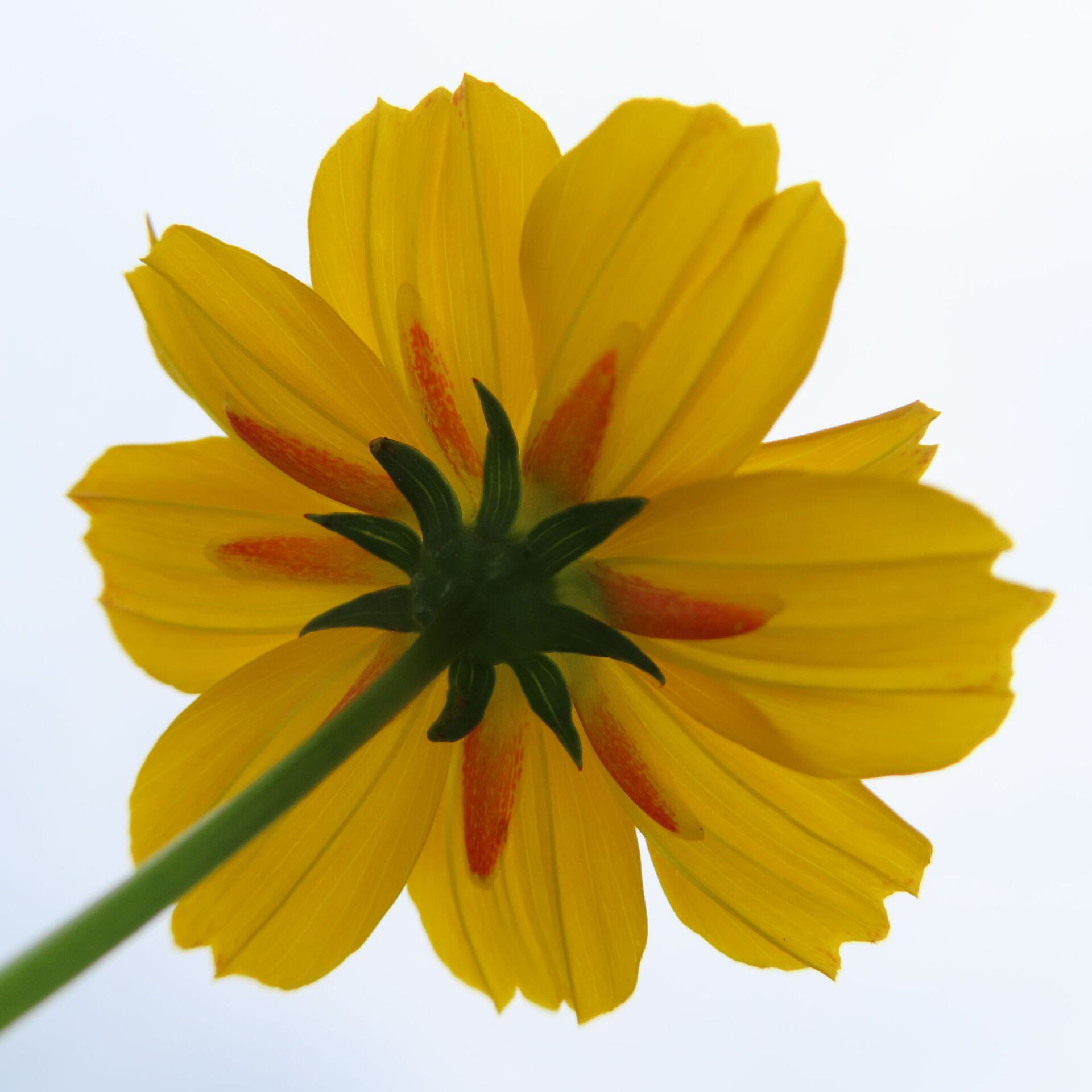 黄色いコスモスを花裏から見上げて撮影した無料写真素材