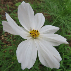 白いコスモスの花を正面から撮影した無料写真素材