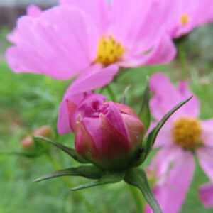ピンク色のコスモスのつぼみと咲いた花を撮影した無料写真素材
