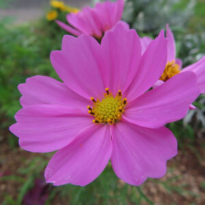 ピンク色のコスモスの花を正面から撮影した無料写真素材