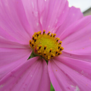 ピンク色のコスモスの花芯を大きく写した接写写真素材