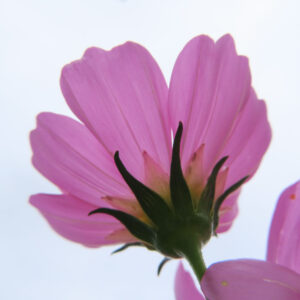 ピンク色のコスモスを花裏から見上げて撮影した無料写真素材
