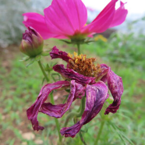 咲き終わりのピンク色のコスモスを撮影した無料写真素材