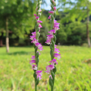 芝生の中に伸びるネジバナの花茎とピンクの小花を撮影した無料写真素材