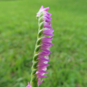 ネジバナの花穂を背景の緑とともに撮影した無料写真素材