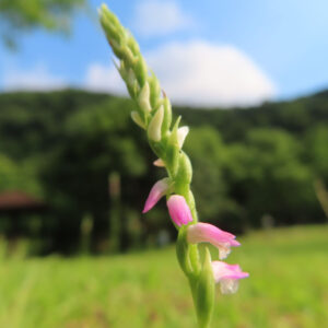 ネジバナの花茎とピンク色の小花を縦に撮影した無料写真素材