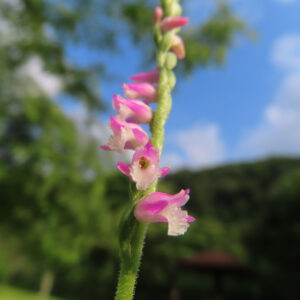 緑の背景に咲くネジバナの小さな花を撮影した無料写真素材