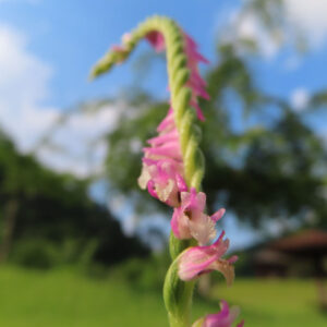 ネジバナの花穂を近くから撮影し巻き方が分かる無料写真素材