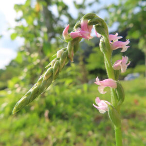 ネジバナの左巻きと右巻きの違いを観察できる花写真素材
