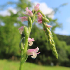 巻きが弱くまっすぐ咲くネジバナの花穂を撮影した無料写真素材