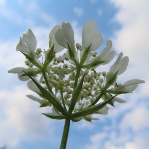 空を背景にオルレアの白い花を下から撮影した無料写真素材
