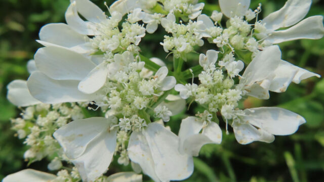 白いレースのように広がるオルレアの花を正面から撮影した無料写真素材