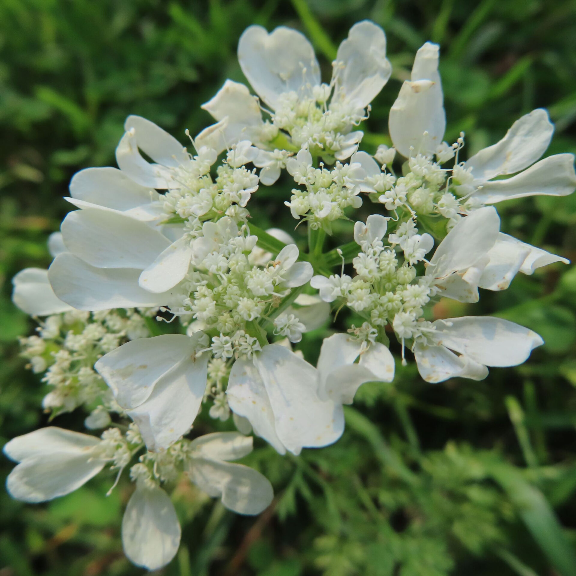 白いレースのように広がるオルレアの花を正面から撮影した無料写真素材