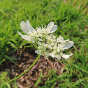 オルレアの白い花を背景の光とともに撮影した無料写真素材