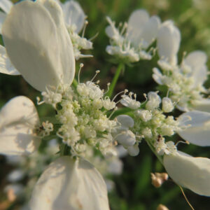 オルレアの花を接写し白い花びらと細かな小花を写した無料写真素材
